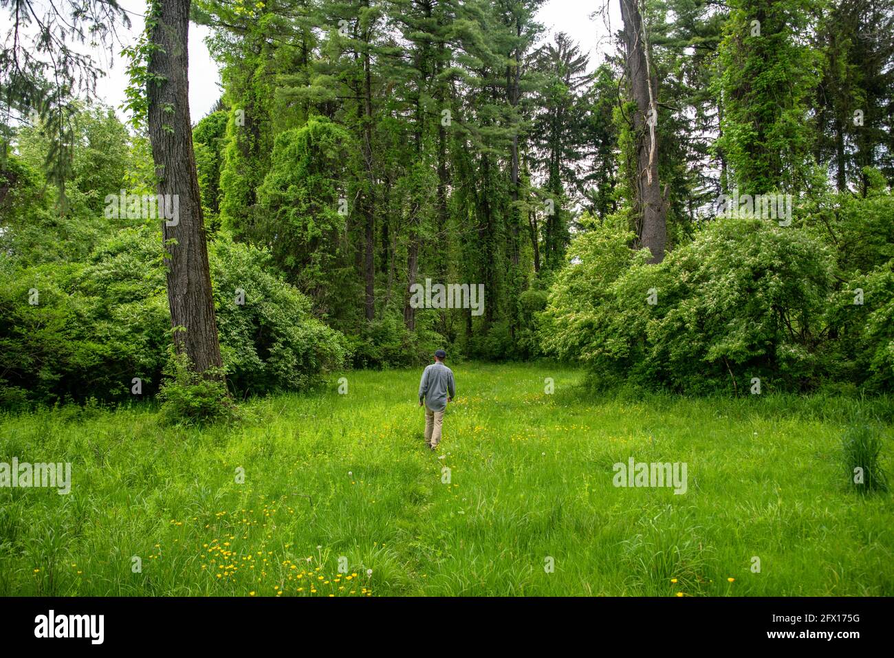 Un uomo si allontana dalla macchina fotografica sull'erba verde boschi Foto Stock
