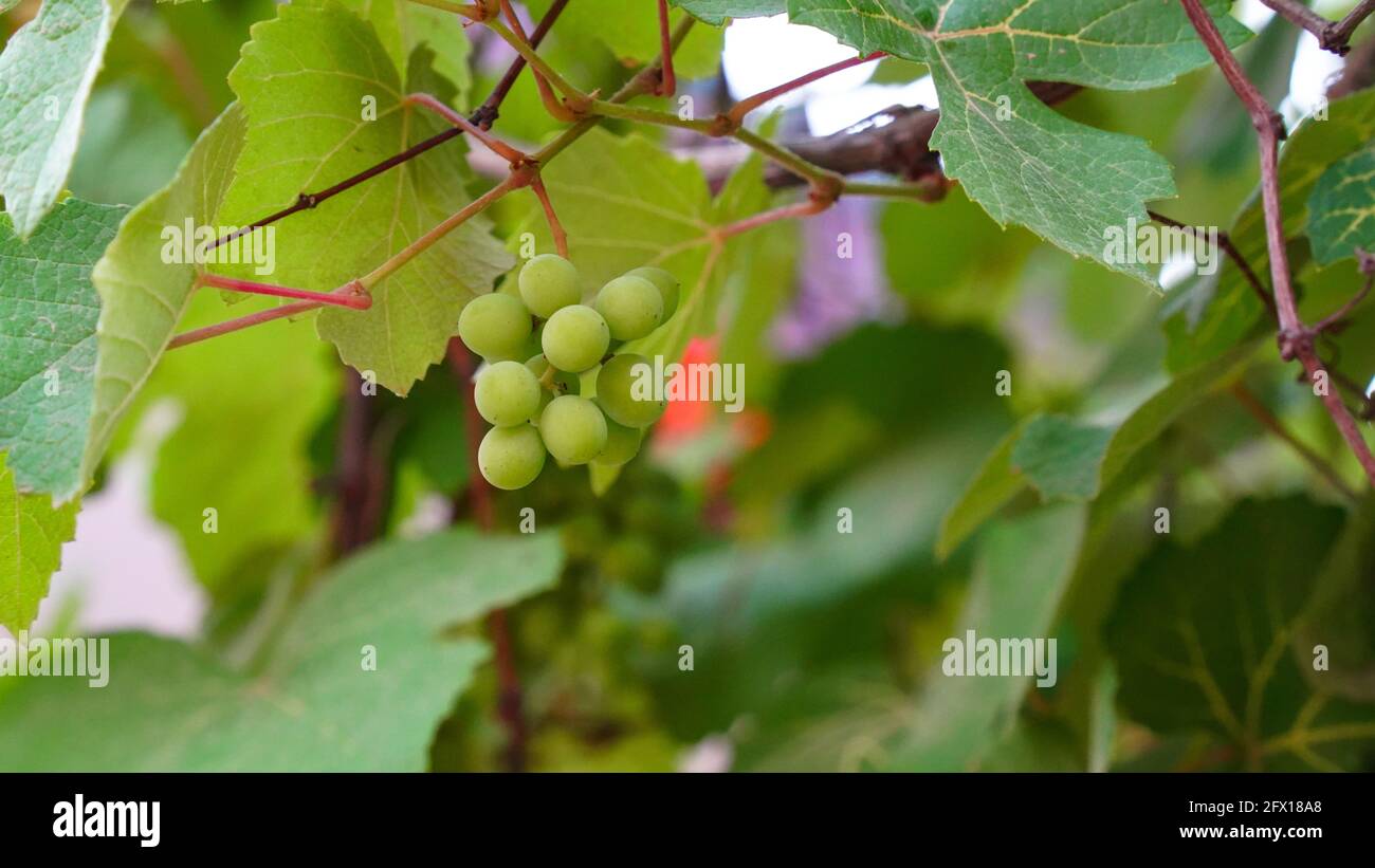 Uve Sauvignon Blanc mature appese sulla vite in vigna al momento della vendemmia. Ramificazione di uve pronte per la vendemmia. Albero d'uva. Foto Stock