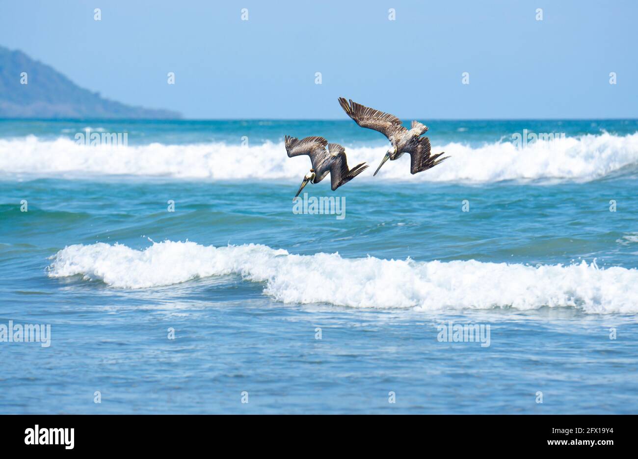 Due pellicani bruni (pelecanus occidentalis) che si tuffano per catturare il pesce. Provincia di Puntarenas, Costa Rica Foto Stock