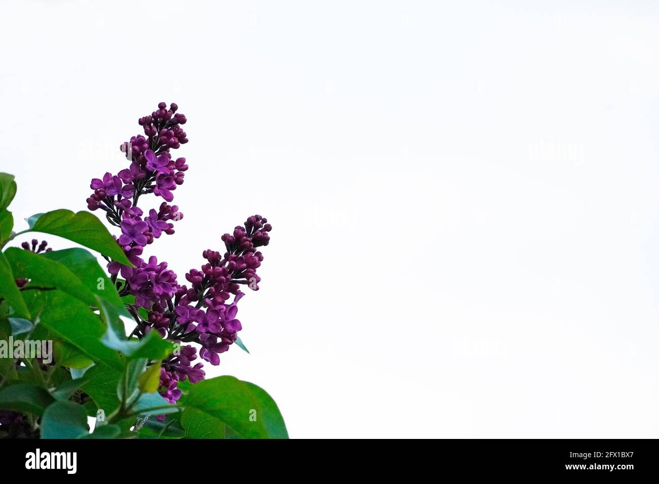 Fiori lilla di lilla con fondo bianco. Primo piano di fiori viola di grandi dimensioni. Syringa. Foto Stock