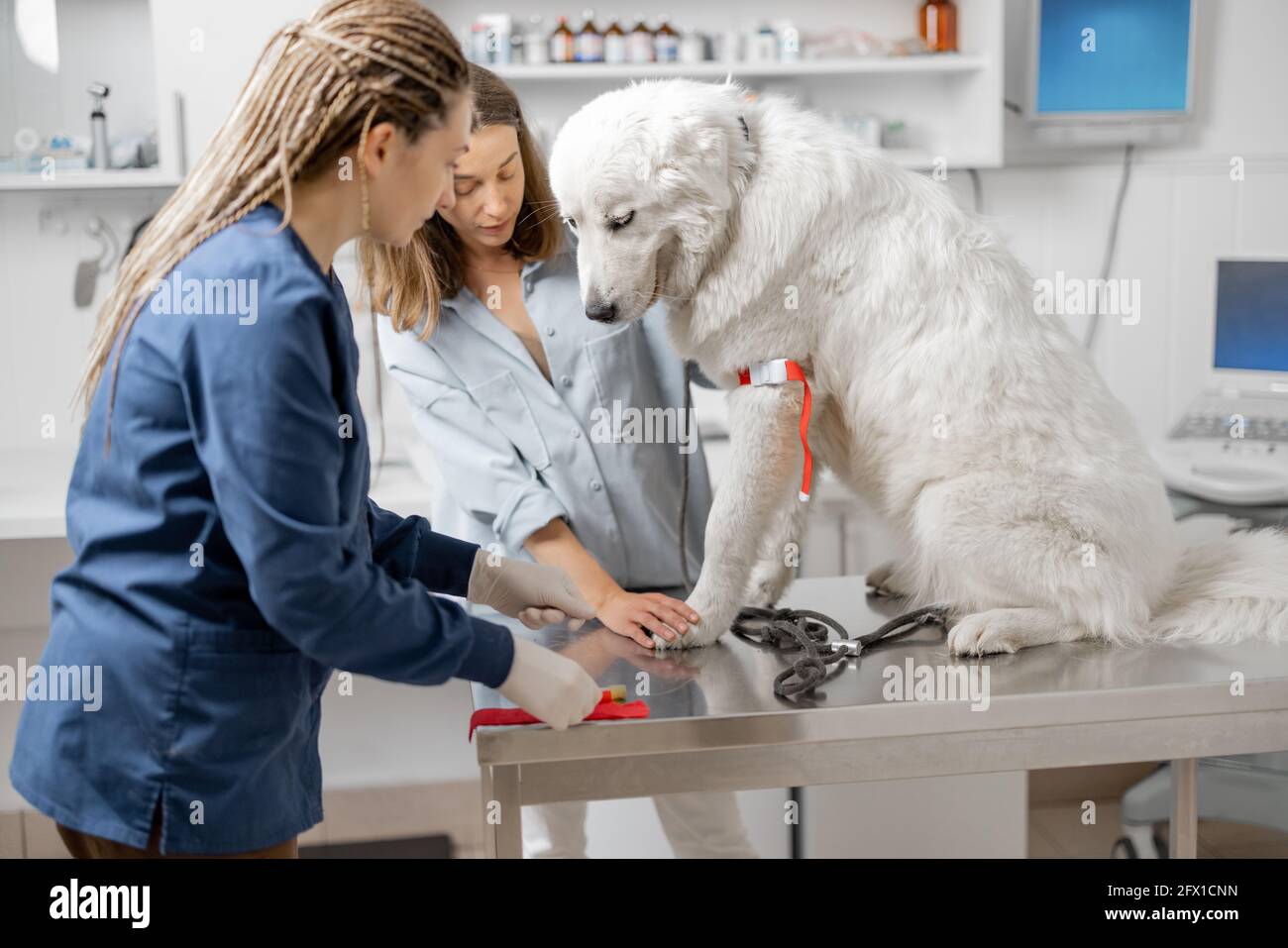 Veterinario prende il sangue dalla zampa di un cane con una siringa per l'analisi. Il proprietario aiuta il medico. Concetto veterinario. PET cura e analizzare sano del cane. Foto Stock
