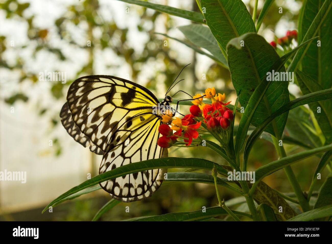 Black & White Tree Nymph Butterfly idea leuconoe, ali ripiegate su fiori rossi raccolta nettare con foglie e morbido fuoco verde / crema di sfondo Foto Stock