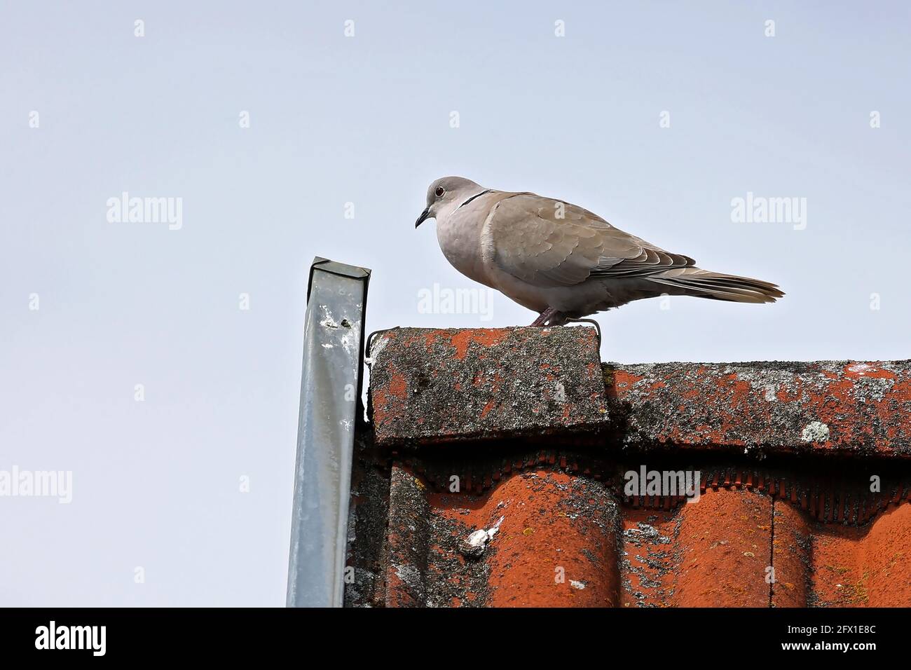 Un piccione selvaggio si siede in alto sul tetto. Foto Stock