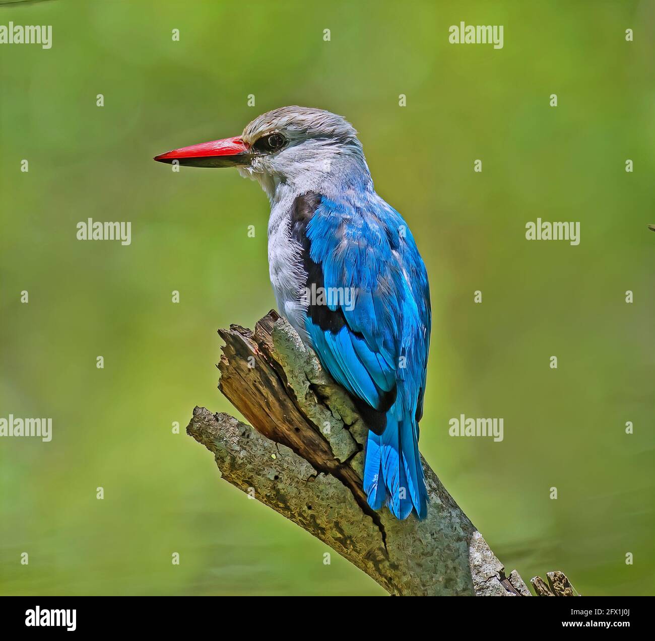 Woodland Kingfisher Foto Stock