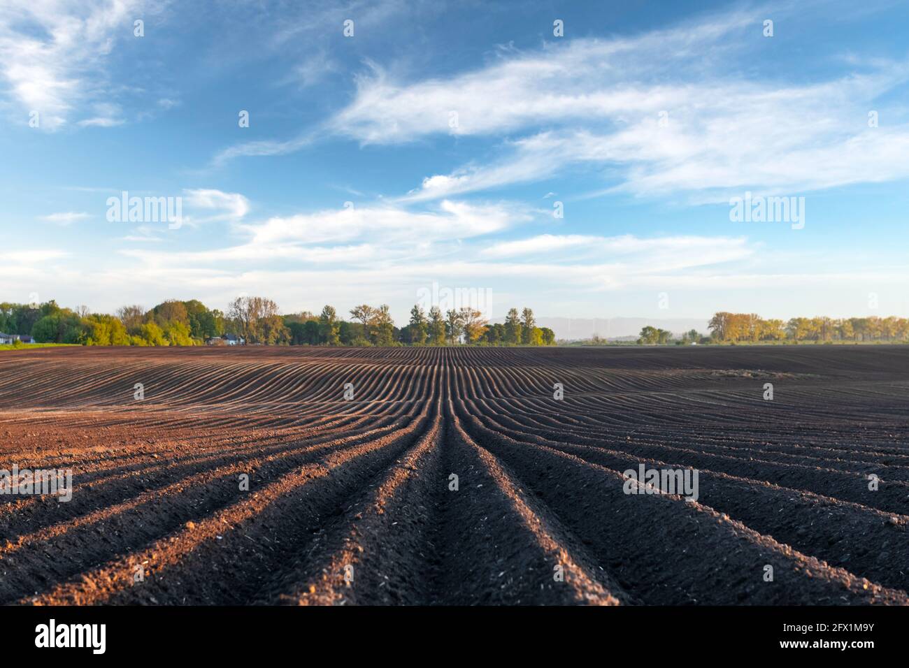 Campo agricolo con file uniformi in primavera. Patate crescenti. Cielo blu con nuvole sullo sfondo Foto Stock