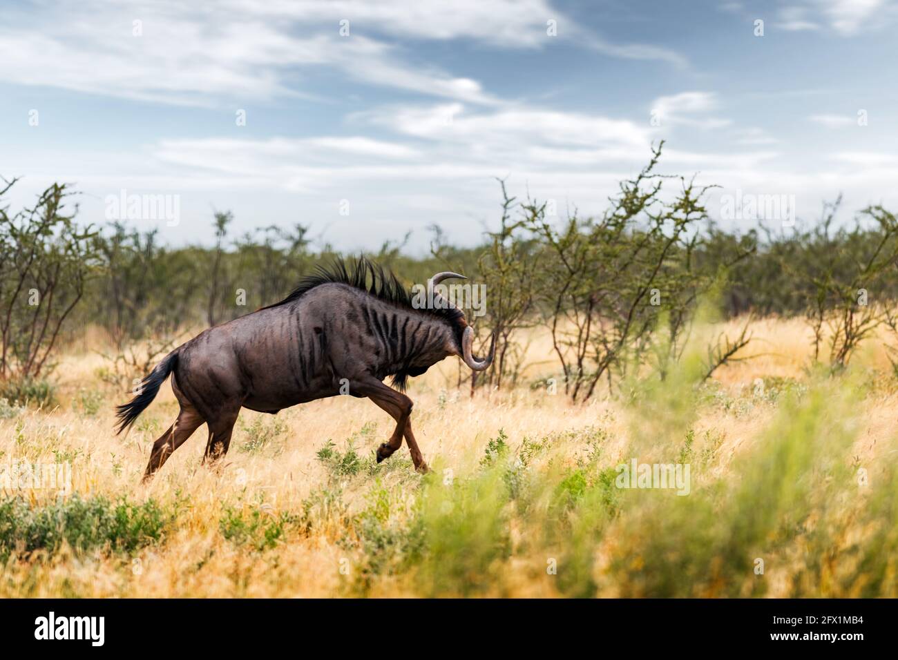 Grande antilope africano GNU (Blue wildebeest, Connochaetes taurinus) che corre in erba secca gialla la sera in savana Namibia. Fotografia di fauna selvatica in Africa Foto Stock