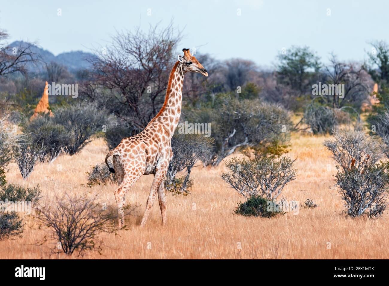 Giraffa giovane che cammina nel bush africano nel Parco Nazionale di Etosha, Namibia, Africa. Fotografia di fauna selvatica Foto Stock