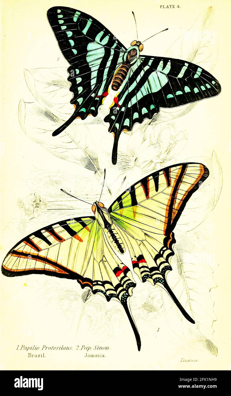 James Duncan - Papilio Protesilaus, Brasile, Pap. Sinon. Giamaica. Foto Stock