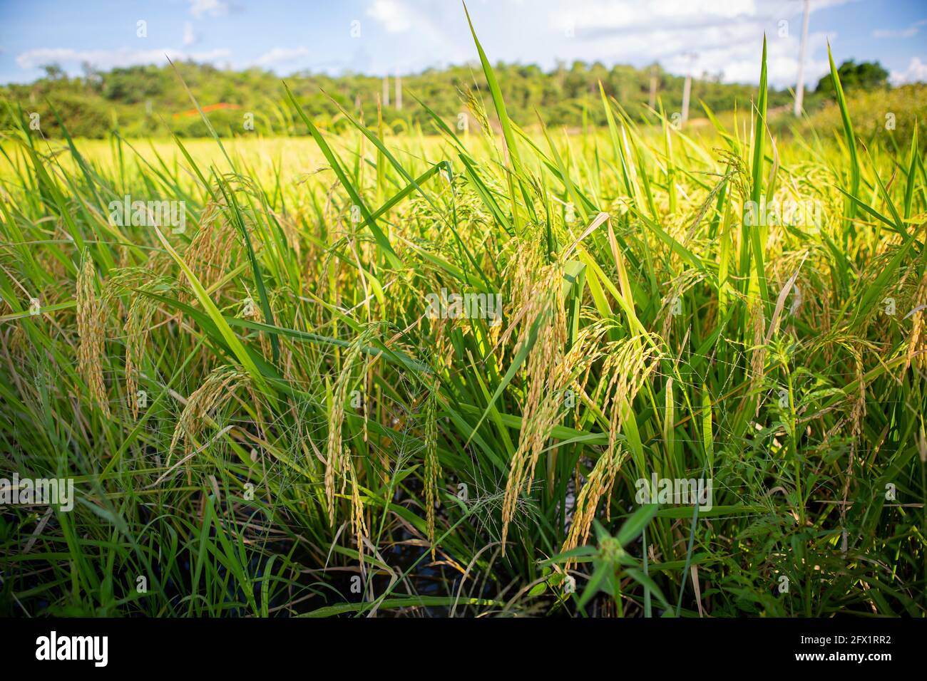 Vista di riso verde archiviato. Thailandia tradizionale riso agricoltura. Riso biologico risaia campo. Foto Stock