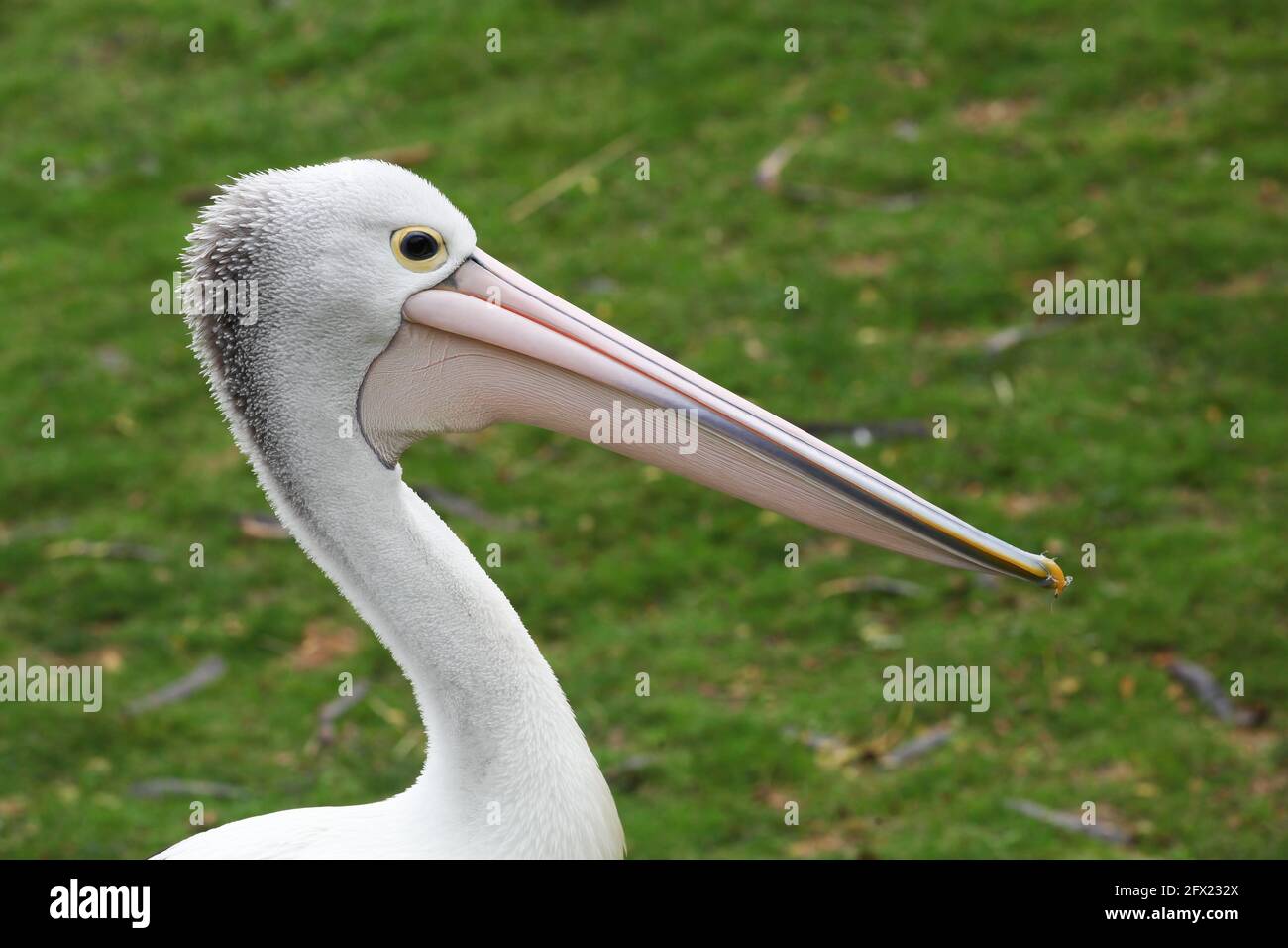 Ritratto di un pellicano australiano Foto Stock
