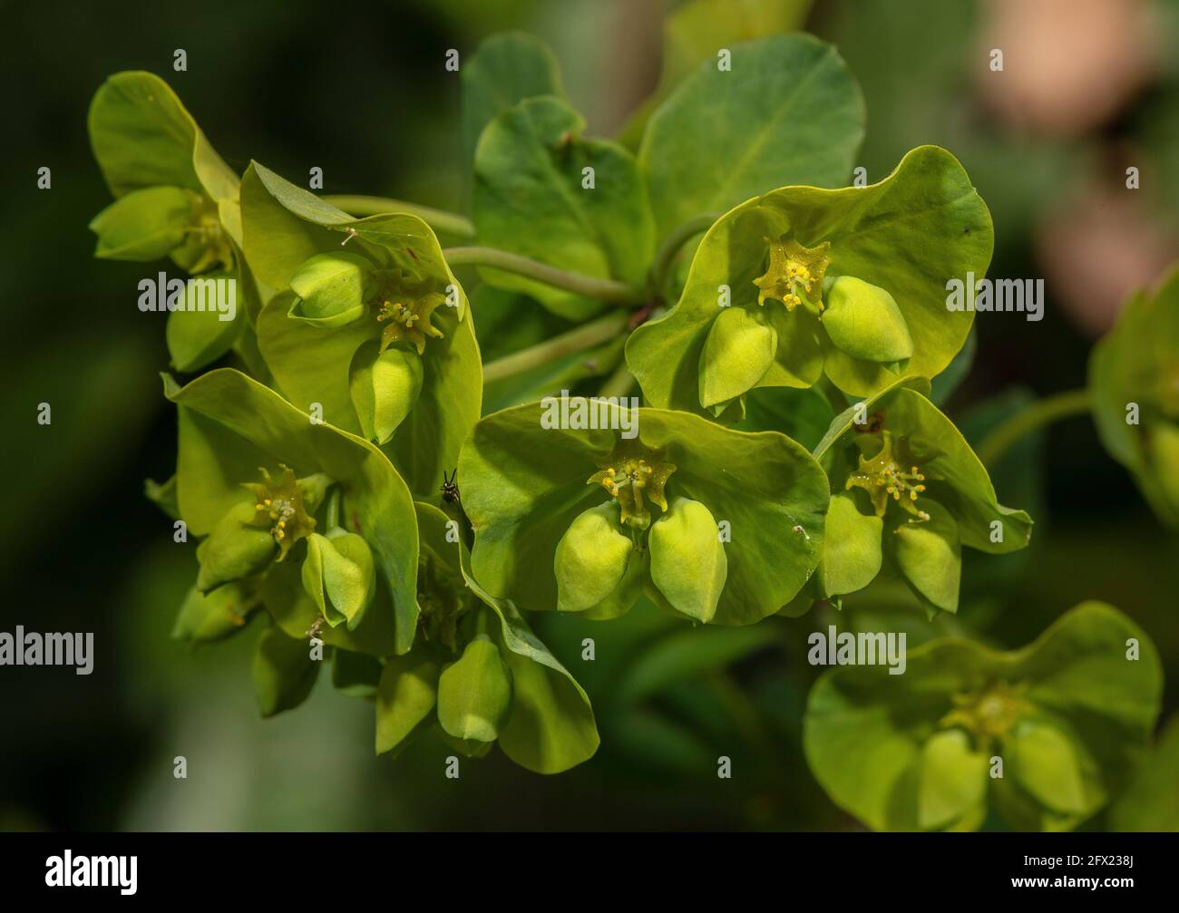 Primo piano di spurge di legno, Euphorbia amigdaloides, in fiore in primavera. Foto Stock
