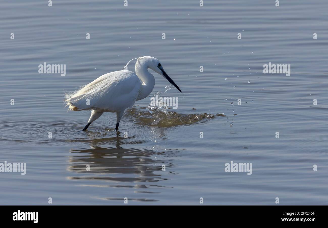 Piccola garzetta, Egretta garzetta, pesca e caccia nella laguna costiera poco profonda. Dorset. Foto Stock