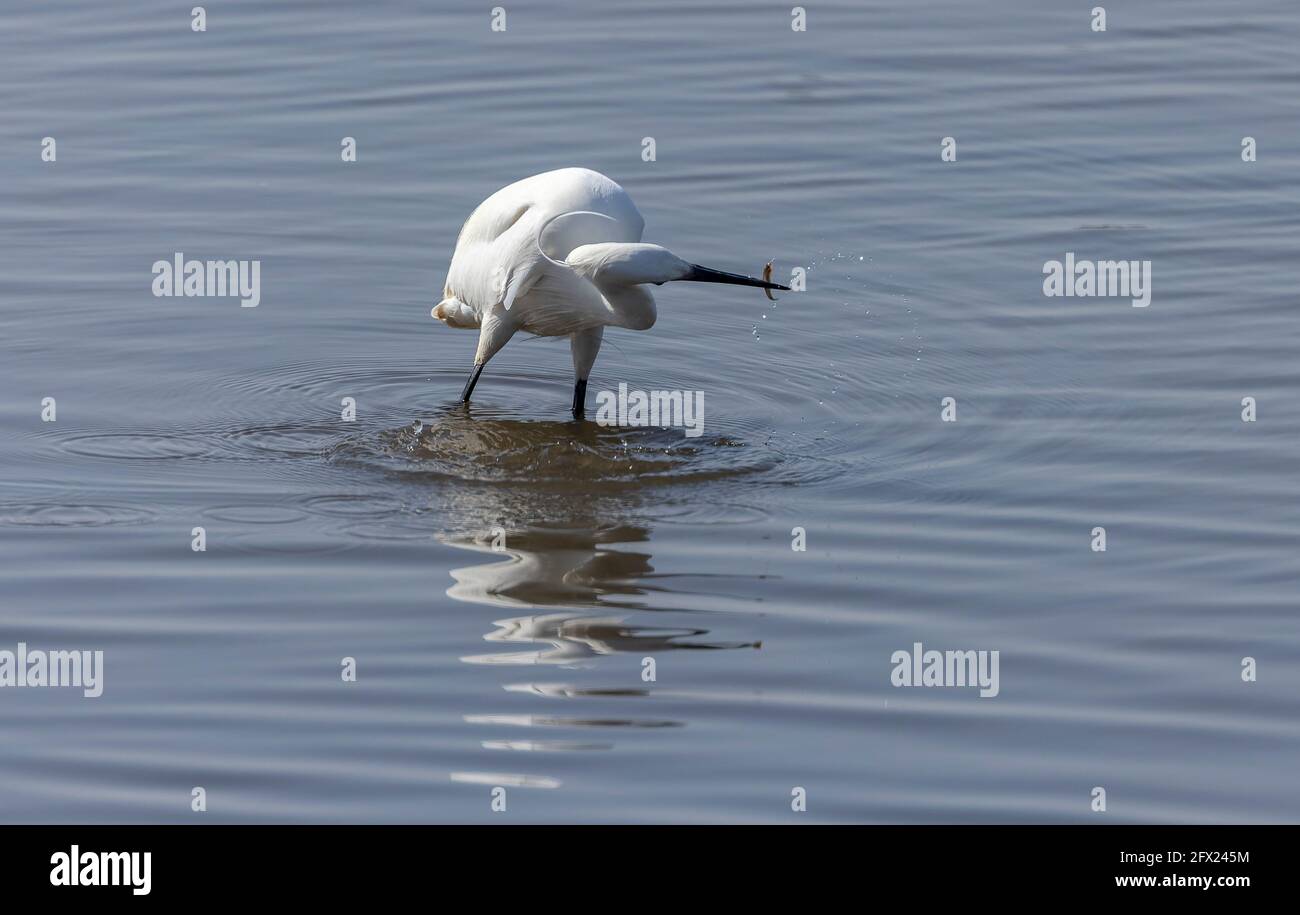 Piccola garzetta, Egretta garzetta, pesca e caccia nella laguna costiera poco profonda. Dorset. Foto Stock