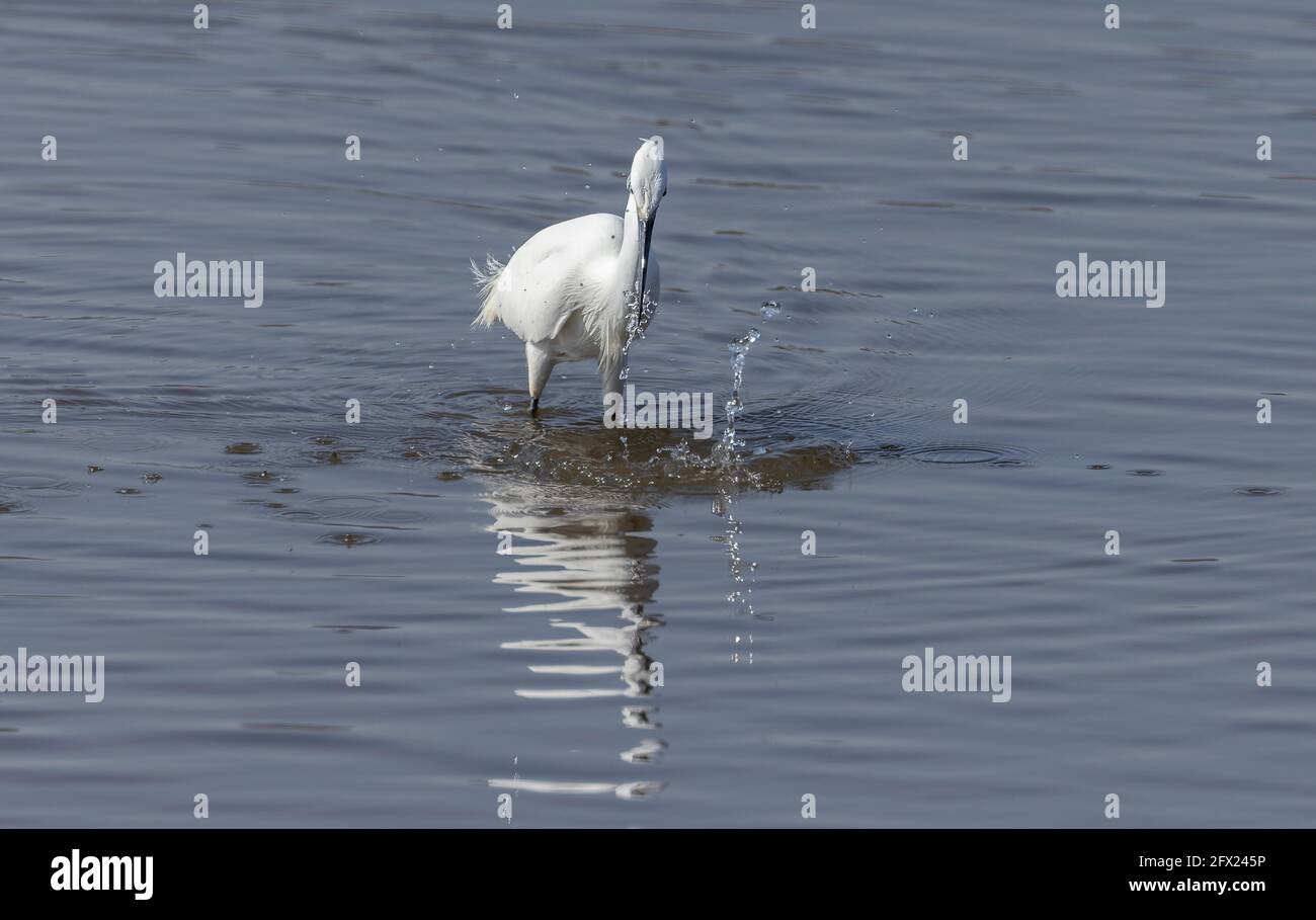 Piccola garzetta, Egretta garzetta, pesca e caccia nella laguna costiera poco profonda. Dorset. Foto Stock