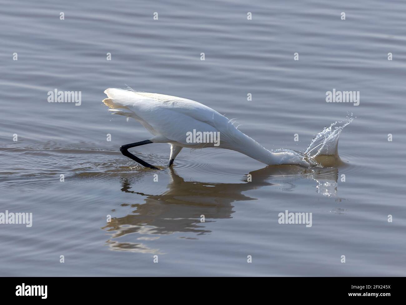 Piccola garzetta, Egretta garzetta, pesca e caccia nella laguna costiera poco profonda. Dorset. Foto Stock