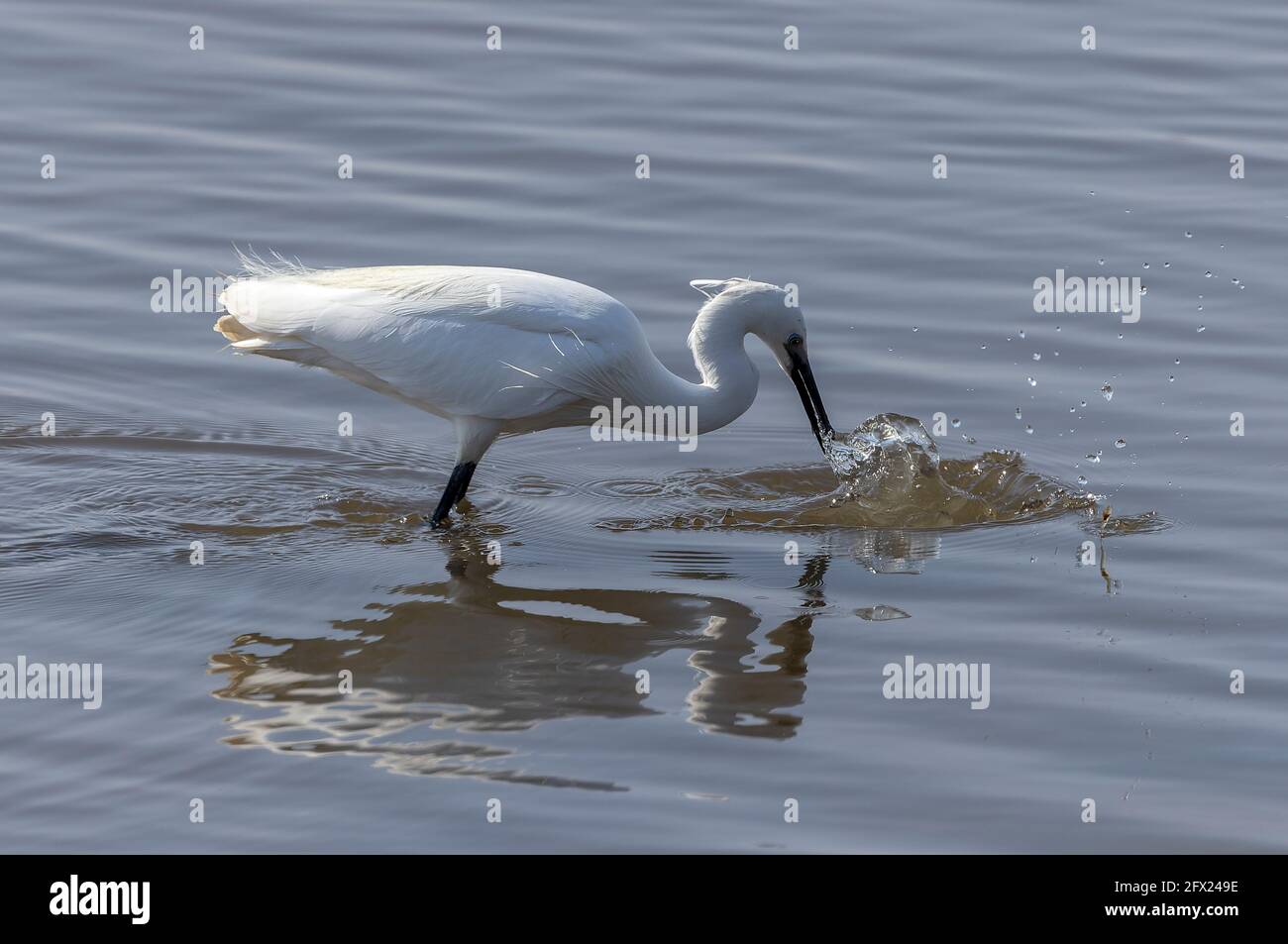 Piccola garzetta, Egretta garzetta, pesca e caccia nella laguna costiera poco profonda. Dorset. Foto Stock