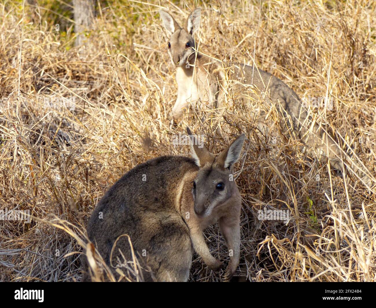 (210525) -- SYDNEY, 25 maggio 2021 (Xinhua) -- Foto scattata il 26 settembre 2018 mostra i wallaby bridled del nailtail al rifugio naturale di Avocet nel Queensland centrale, Australia. Una popolazione di wallaby di nailtail bridled nello stato australiano del Queensland è stata riportata dall'orlo dell'estinzione, dopo che gli scienziati di conservazione hanno triallato una tecnica di intervento mai prima usata sui mammiferi terrestri. Questa nuova strategia di conservazione, rivelata martedì, è stata condotta da scienziati presso l'Università del nuovo Galles del Sud (UNSW), dando alla wallaby nailtail bridled una testa a partire da li Foto Stock