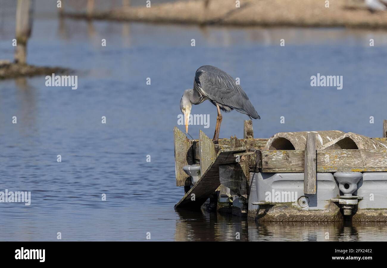 Grey Heron, Ardea cinerea, pesca dal molo, Lodmoor, Dorset. Foto Stock