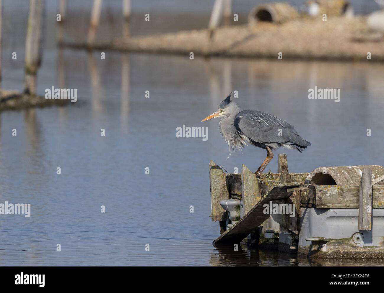 Grey Heron, Ardea cinerea, pesca dal molo, Lodmoor, Dorset. Foto Stock