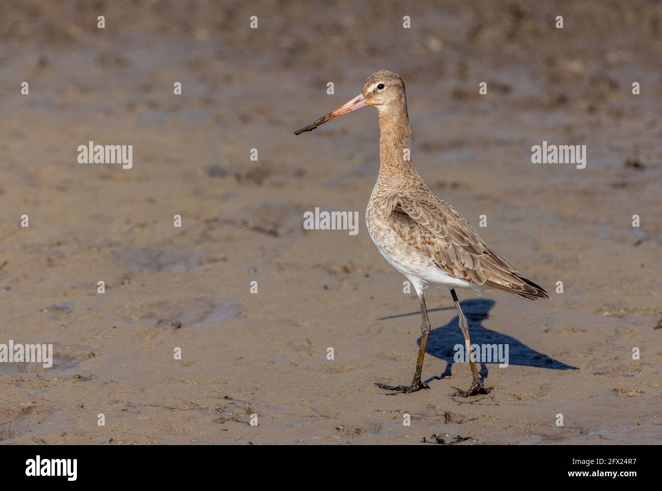 godwit dalla coda nera, Limosa limosa, precipita in primavera, prima della migrazione verso nord. Foto Stock