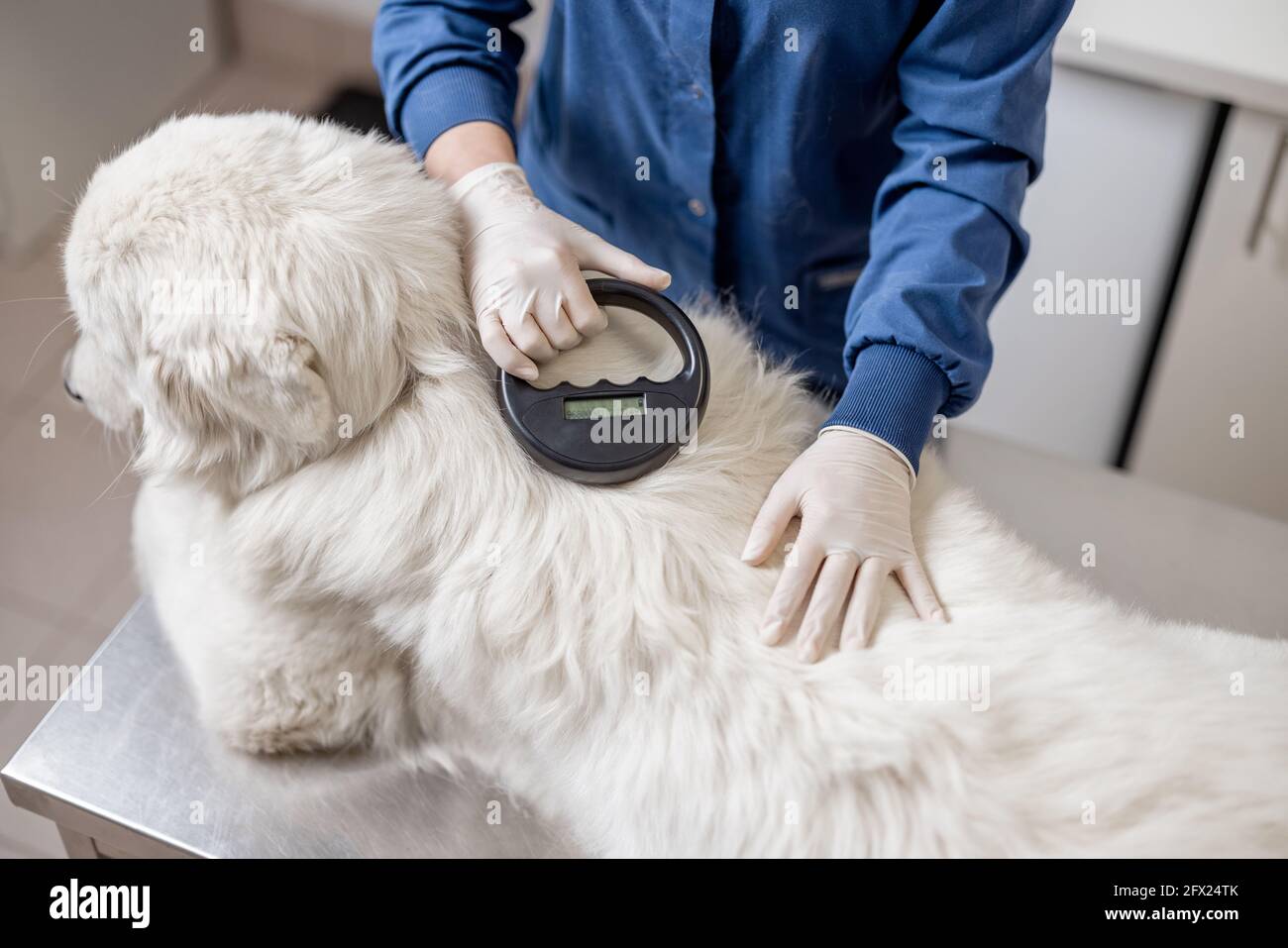 Veterinario controllo microchip impianto sotto la pelle del cane da pecora in clinica di veterinario con dispositivo scanner. Registrazione e identificazione di animali domestici. Passaporto ID animale. Foto Stock