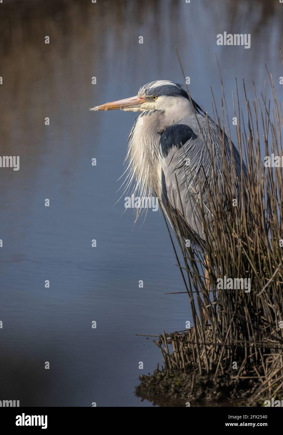 Airone grigio, Ardea cinerea, pazientemente in attesa sul bordo del letto riedetto. Foto Stock