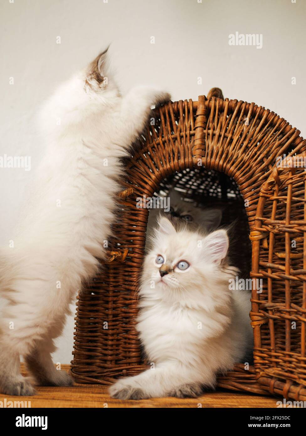 White Kittens Neva masquerade su un cesto di vimini su sfondo bianco. Foto Stock