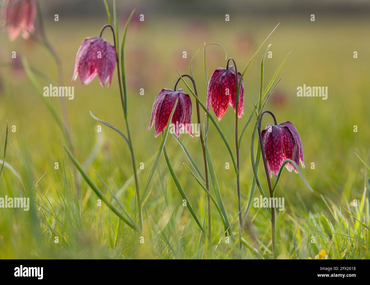 fritillary o fritillary, Fritillaria meleagris, che fiorisce in una pianura alluvionale, Wiltshire. Foto Stock