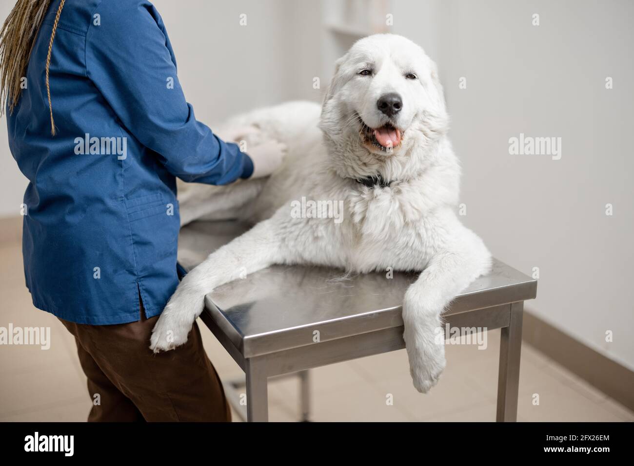 Felice cane grande sdraiato e rilassarsi sul tavolo, mentre veterinario medico di esame in clinica veterinaria. PET salute e concetto medico. Animale non paura. Foto Stock