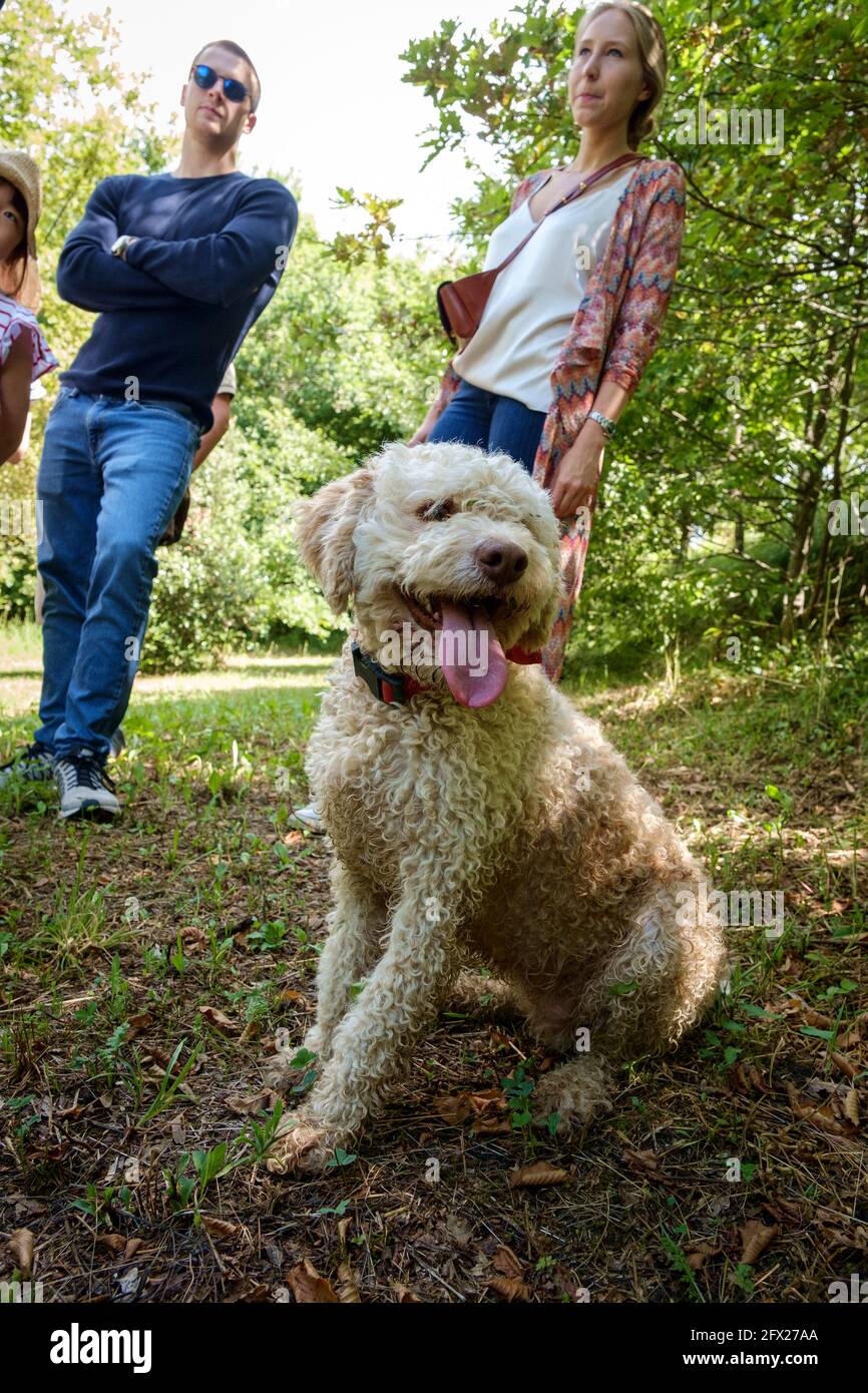 Turisti in un tour guidato di caccia al tartufo. Immagini con la guida e i suoi due cani d'acqua che sono addestrati per sniff fuori i tartufi. Foto Stock