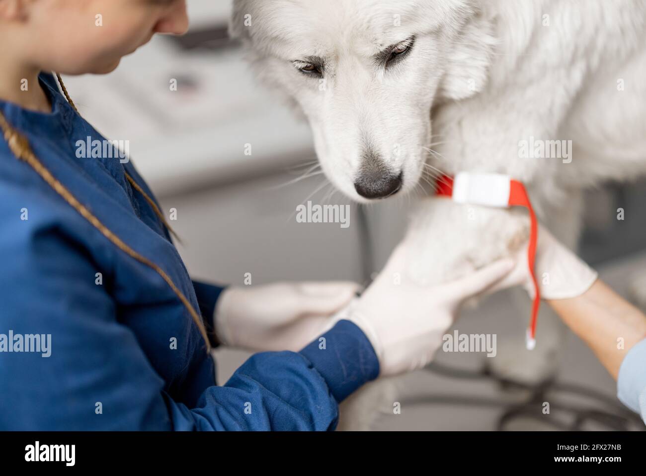 Veterinario prende il sangue dalla zampa di un cane con una siringa per l'analisi. Concetto veterinario. PET cura e analizzare sano del cane. Foto Stock