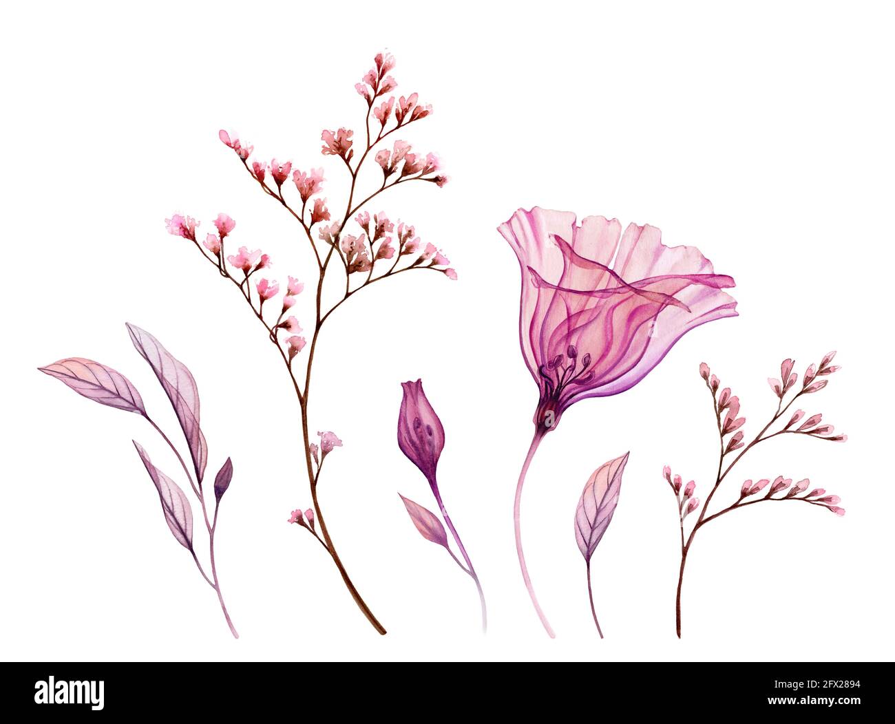 Fiori acquerelli. Collezione di fiori, foglie, pennelli trasparenti di colore rosa arrossato. Design isolato dipinto a mano. Botanico Foto Stock