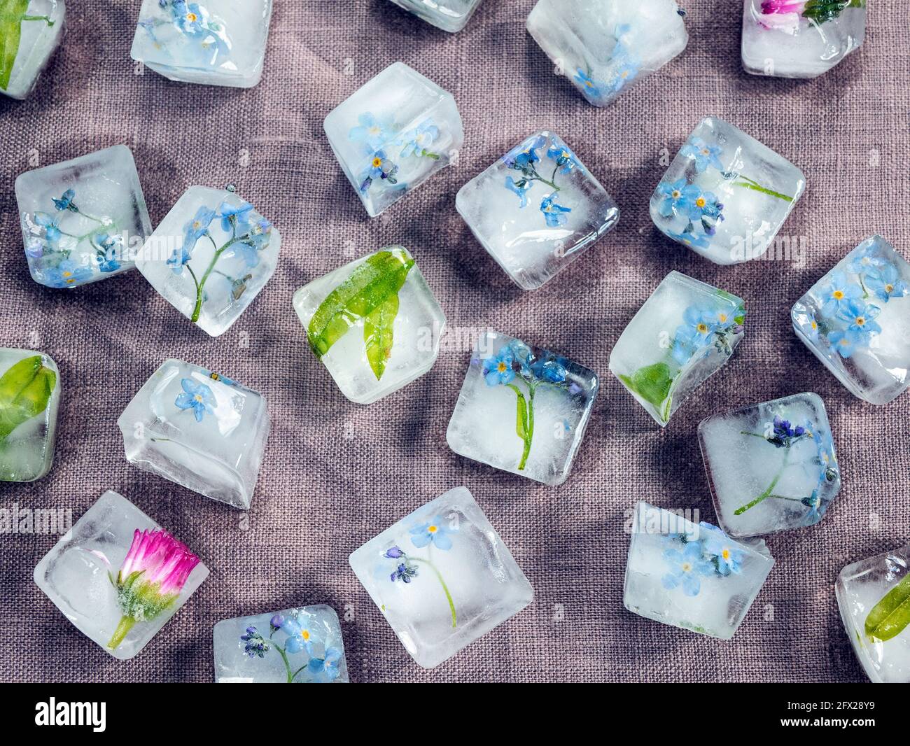 Cubetti di ghiaccio con fiori all'interno. Forget-me-non fiori nei blocchi di ghiaccio. Concetto di skincare, cosmetologia Foto Stock