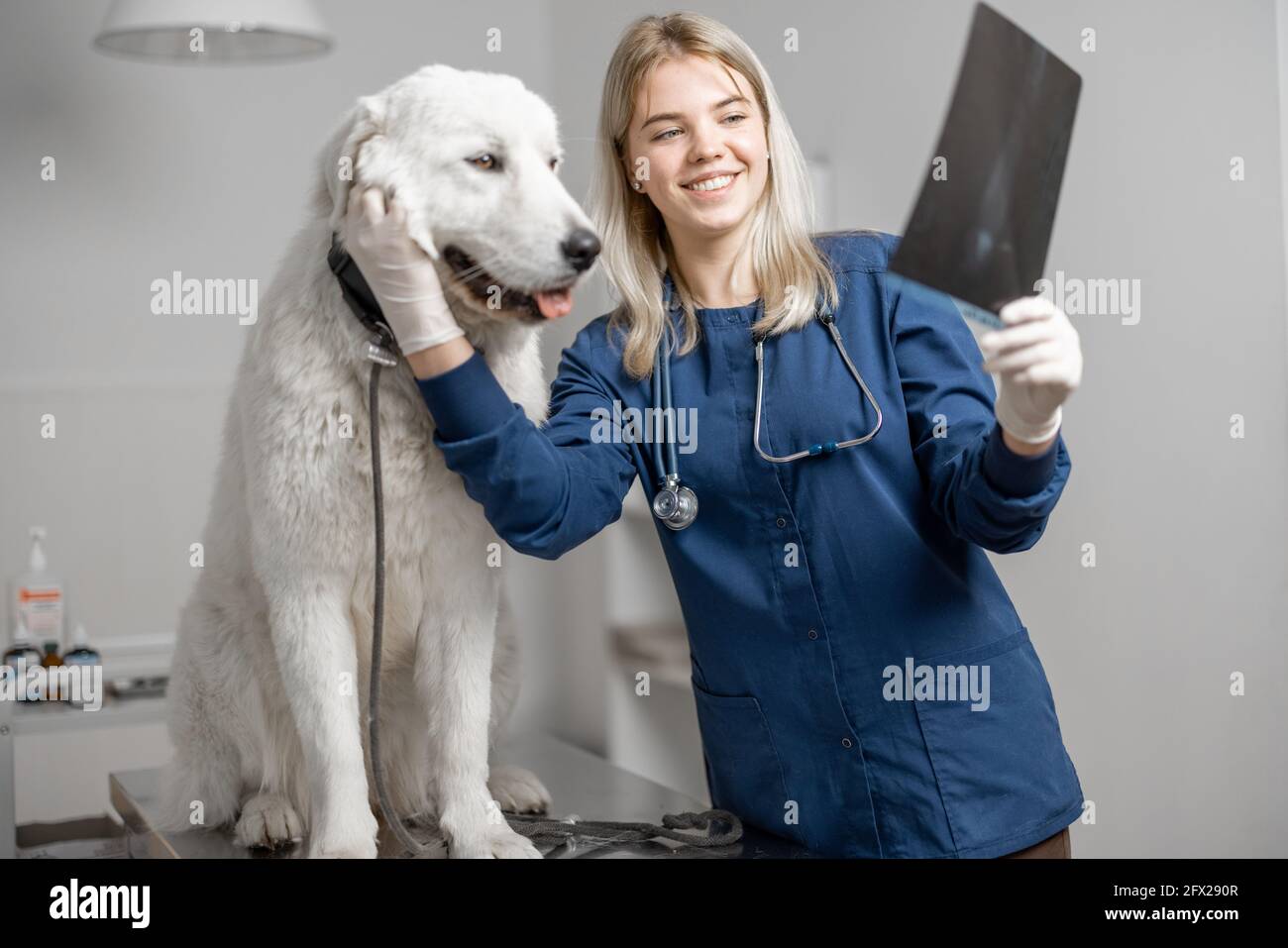 Vet radiologo mostra il suo paziente radiografia medica immagine di cani zampa in clinica veterinaria. Cura degli animali domestici e visita un ospedale. Foto Stock