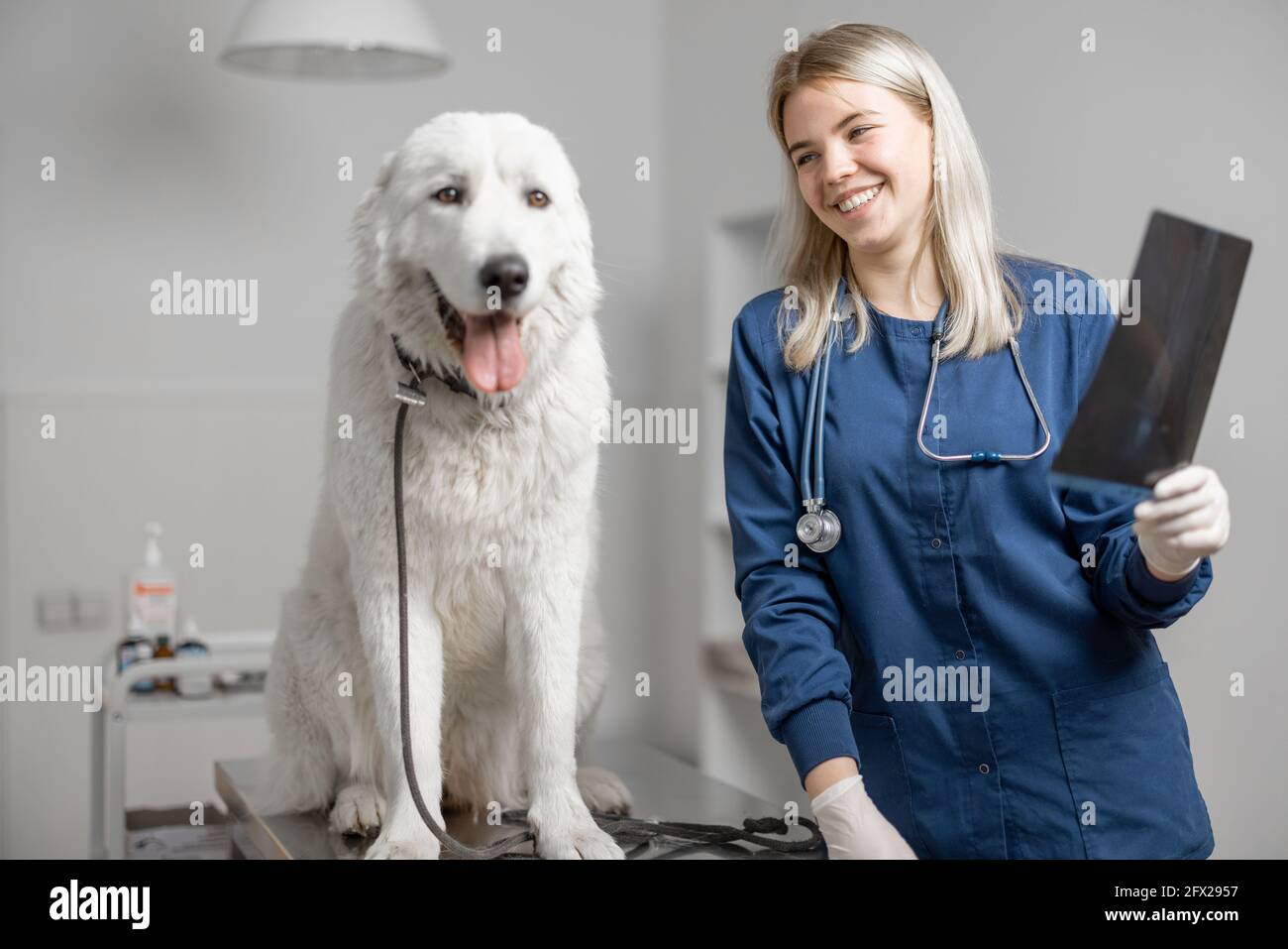 Il medico di veterinario felice guarda il suo paziente dopo aver ricevuto un'immagine radiologica dei cani zampa con buoni risultati in clinica veterinaria. Cura degli animali domestici e visita un ospedale. Cane seduto al tavolo di esame. Foto Stock