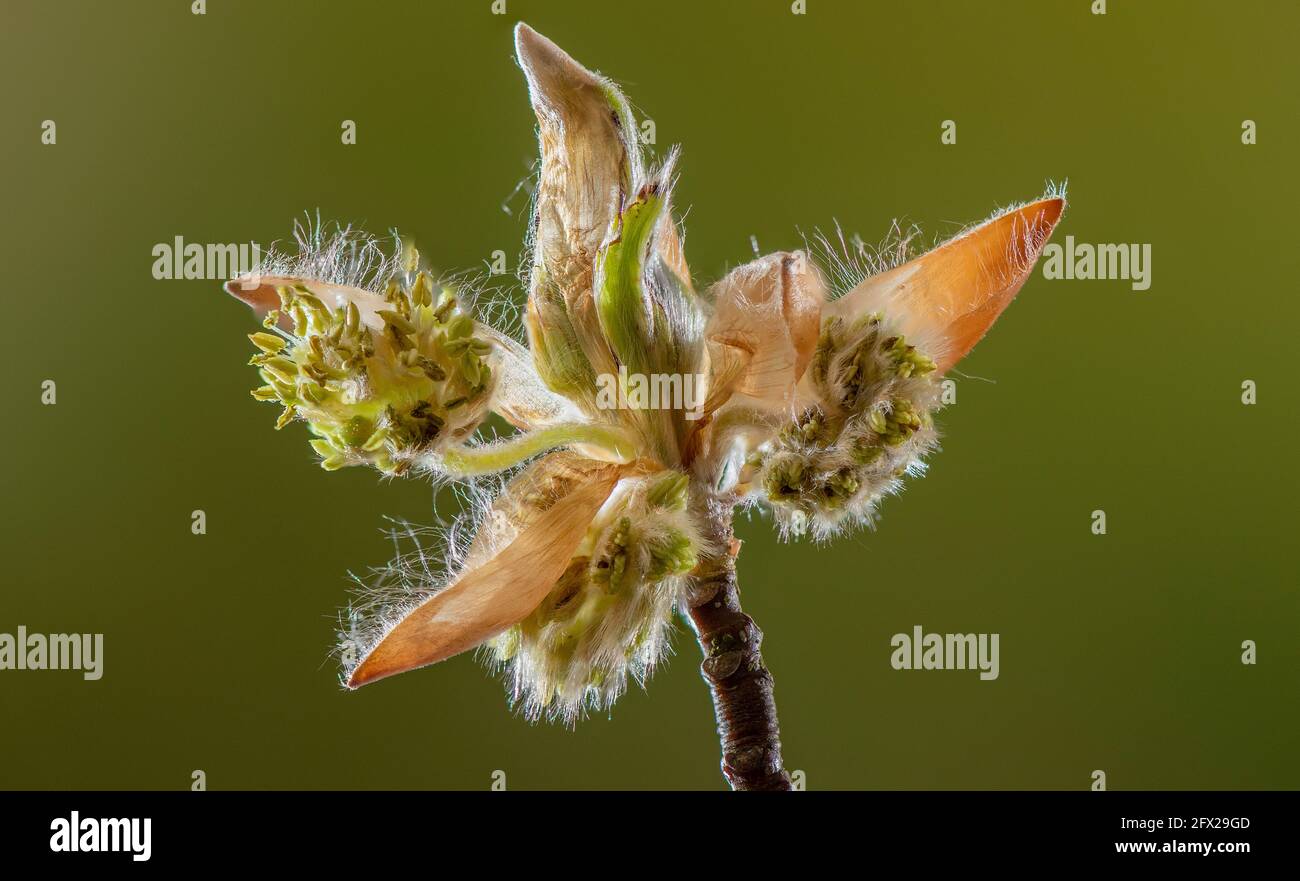 Fiori emergenti di Faggio, Fagus sylvatica, all'inizio della primavera. Foto Stock