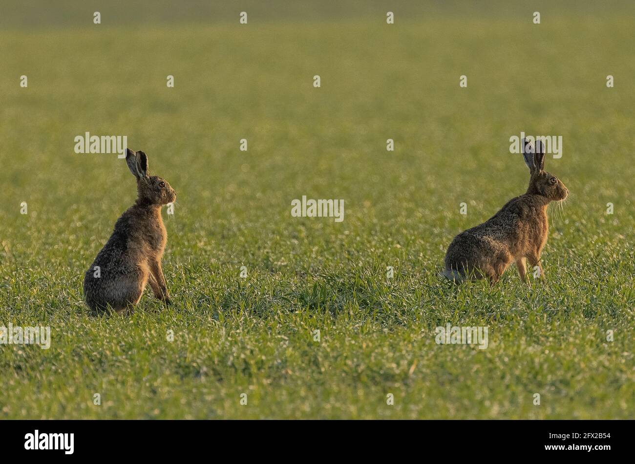 Due lepri bruni europei, Lepus europaeus, in campo arabile in primavera. Dorset. Foto Stock