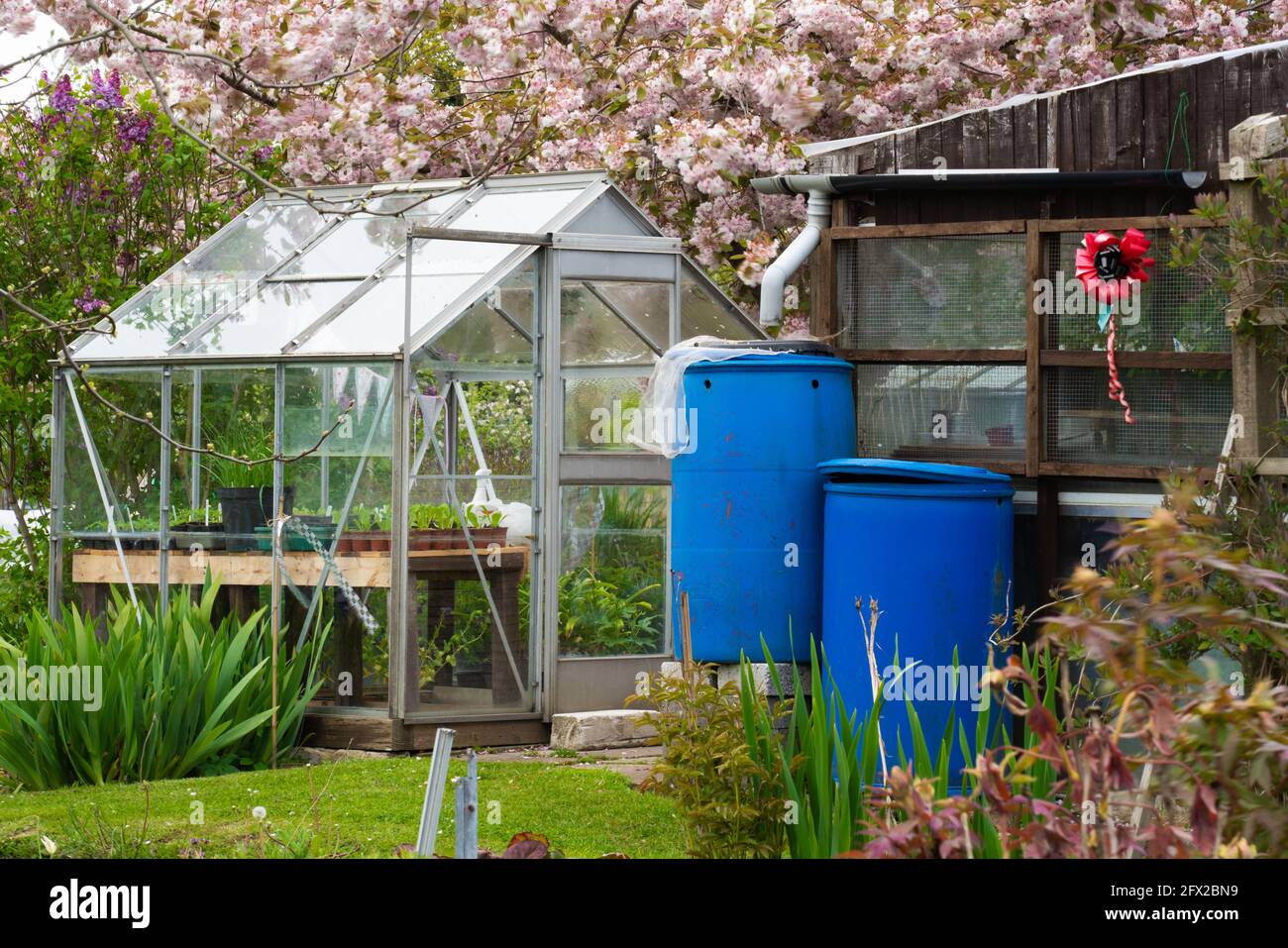 Assegnazione, verdura, cerotto, mucchio di composto, cerotto di cavolo, Pianificazione, layout, obiettivi organici, piante che si sviluppano, raccolta, giardinaggio organico, brassici. Foto Stock