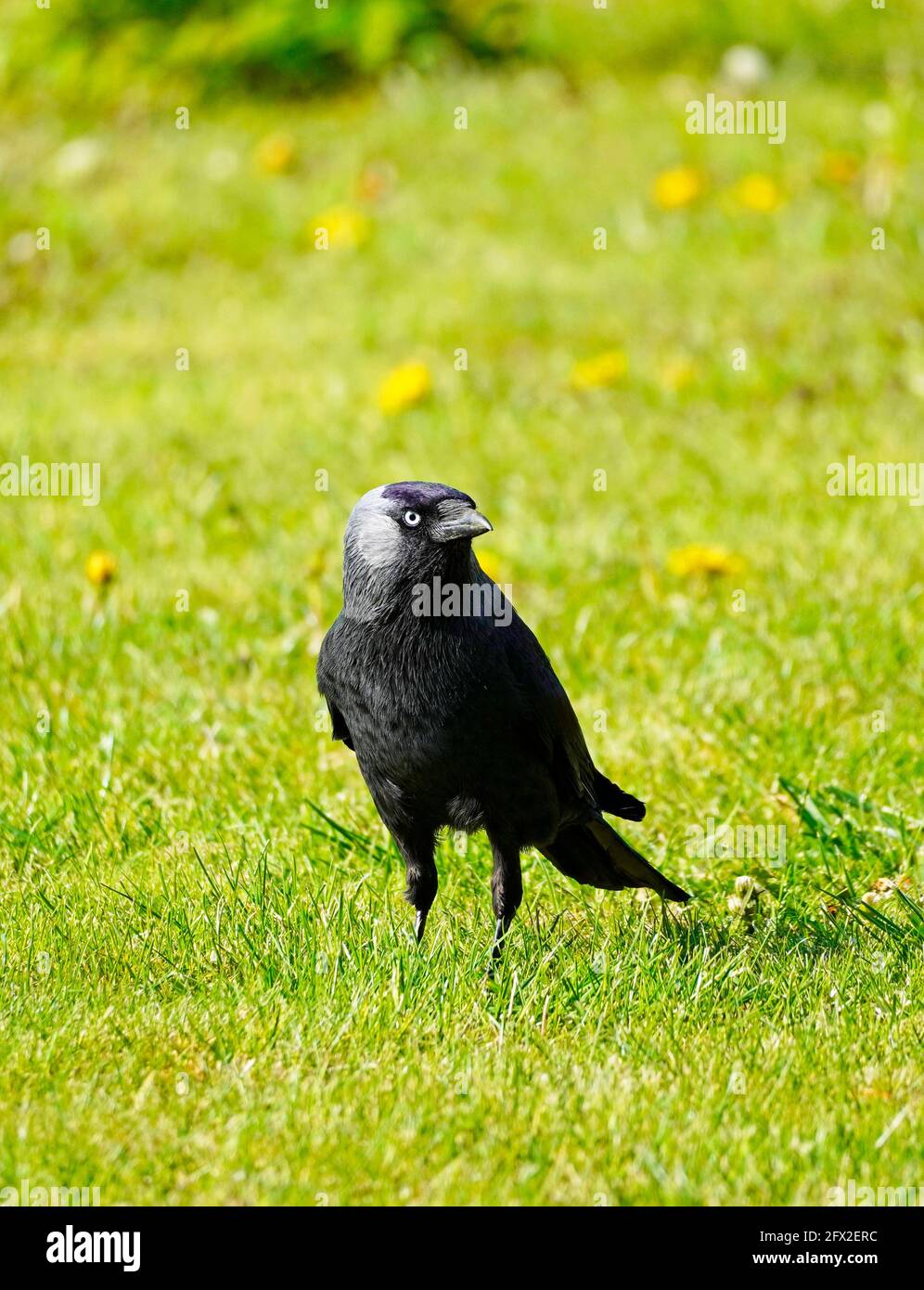 Primo piano di un jackdaw, Corvus monidula. Uccello con piumaggio nero in un prato verde. Foto Stock