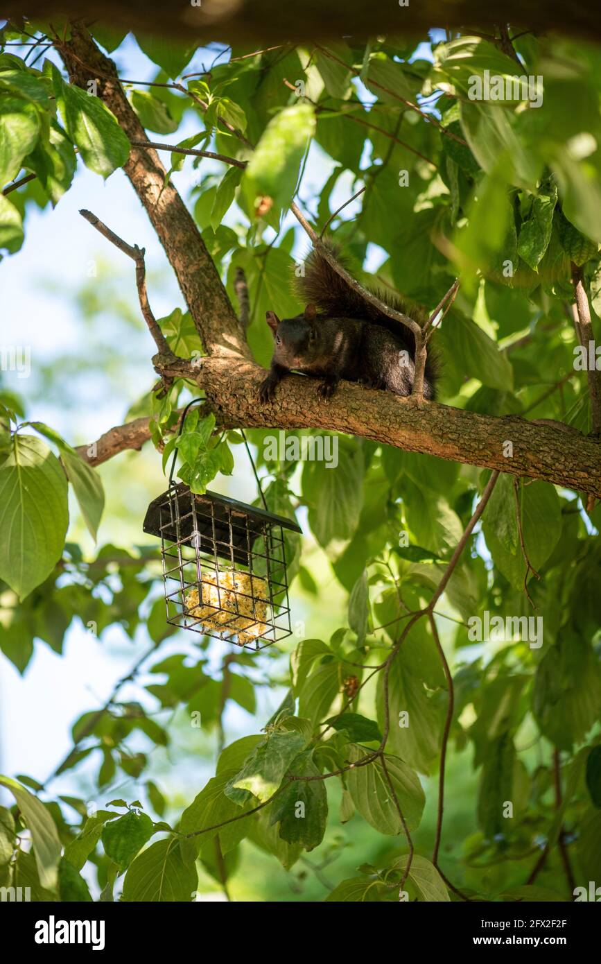 Scoiattolo grigio orientale (Sciurus carolinensis) fase nera catturata nell'atto di raidare un alimentatore di uccelli suet. Foto Stock