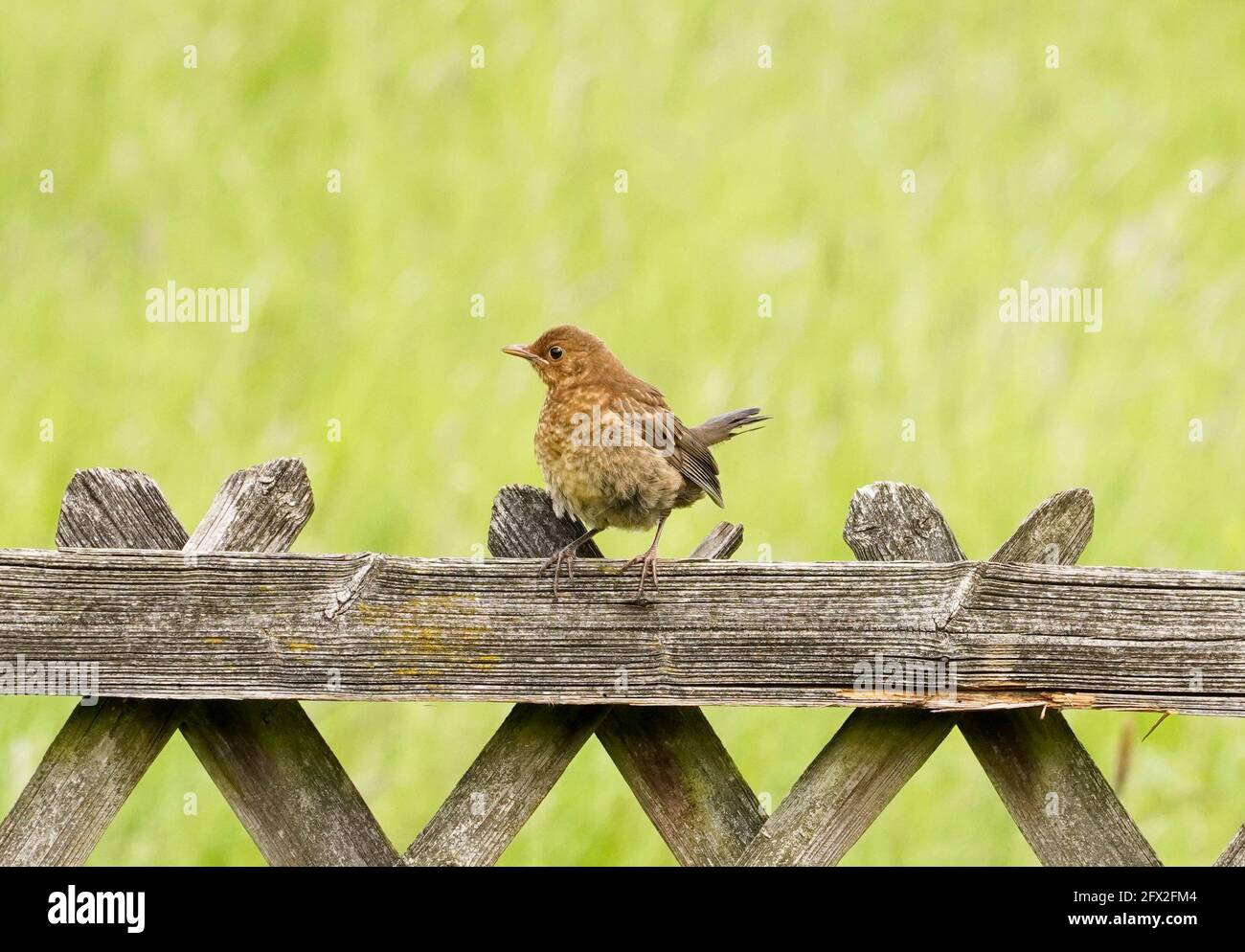 Il giovane uccello nero si siede su una recinzione di legno. Uccello sulla recinzione di un cacciatore con un prato verde sullo sfondo. Songbird europeo. Foto Stock