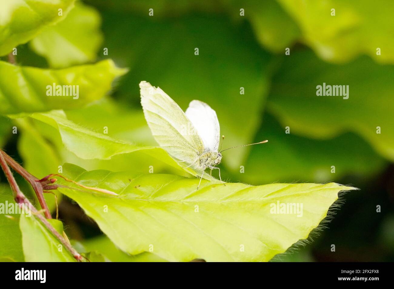 Una piccola farfalla bianca di cavolo si trova su una foglia verde. Primo piano di insetto in ambiente naturale con sfondo verde. Pieris rapae. Foto Stock