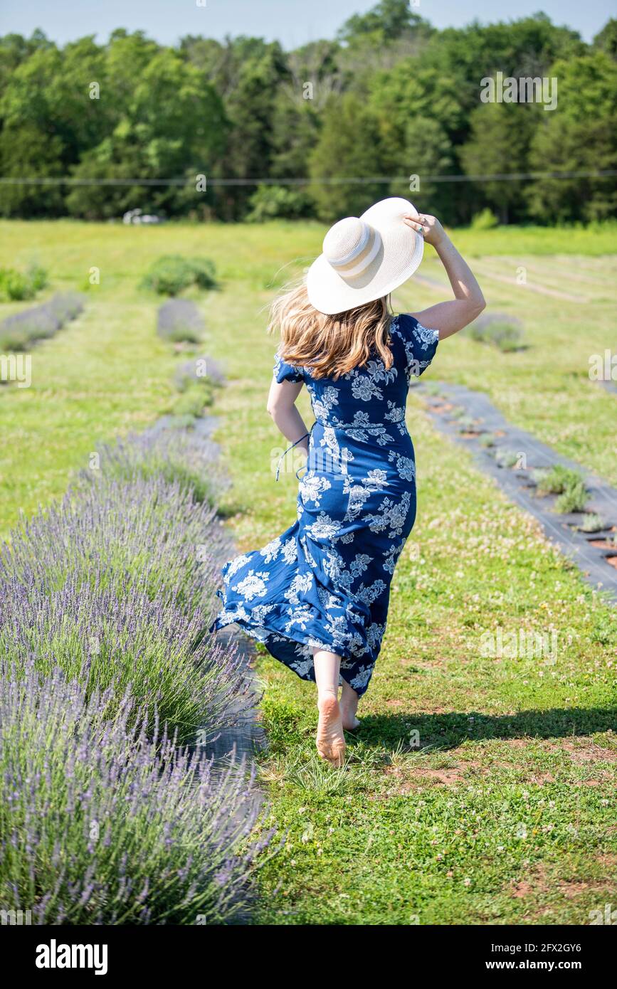 Una donna caucasica che indossa occhiali da sole e un vestito blu cammina in un campo di lavanda fresca. I suoi capelli e vestito soffiano nel vento. Prato in fiore, conto Foto Stock