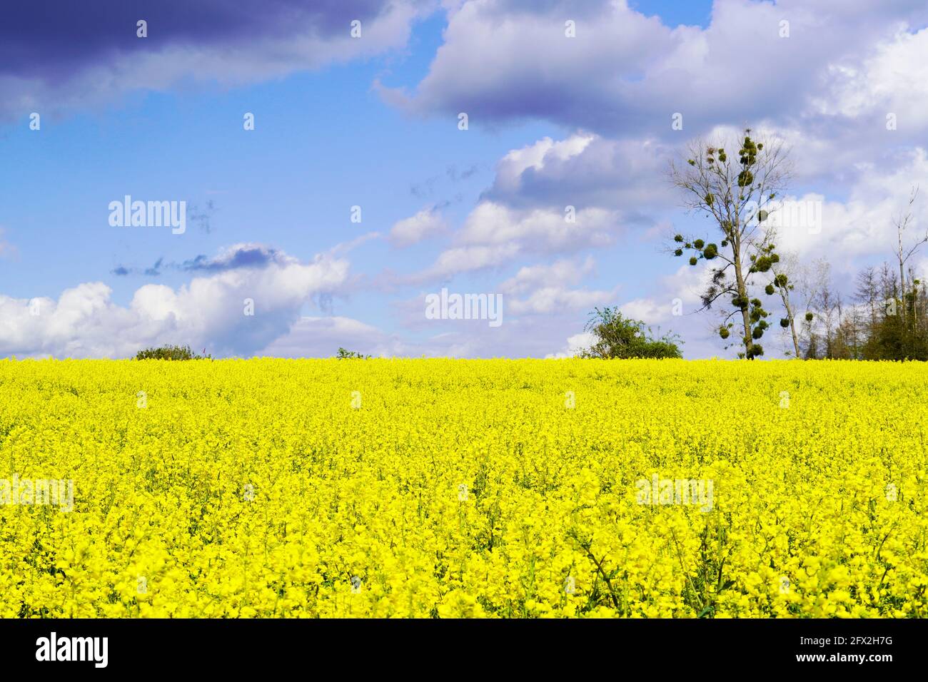 Campo di colza giallo con nubi tempesta di raccolta sullo sfondo. Pianta utile in agricoltura. Napus di Brassica. Fiori gialli in un campo. Foto Stock