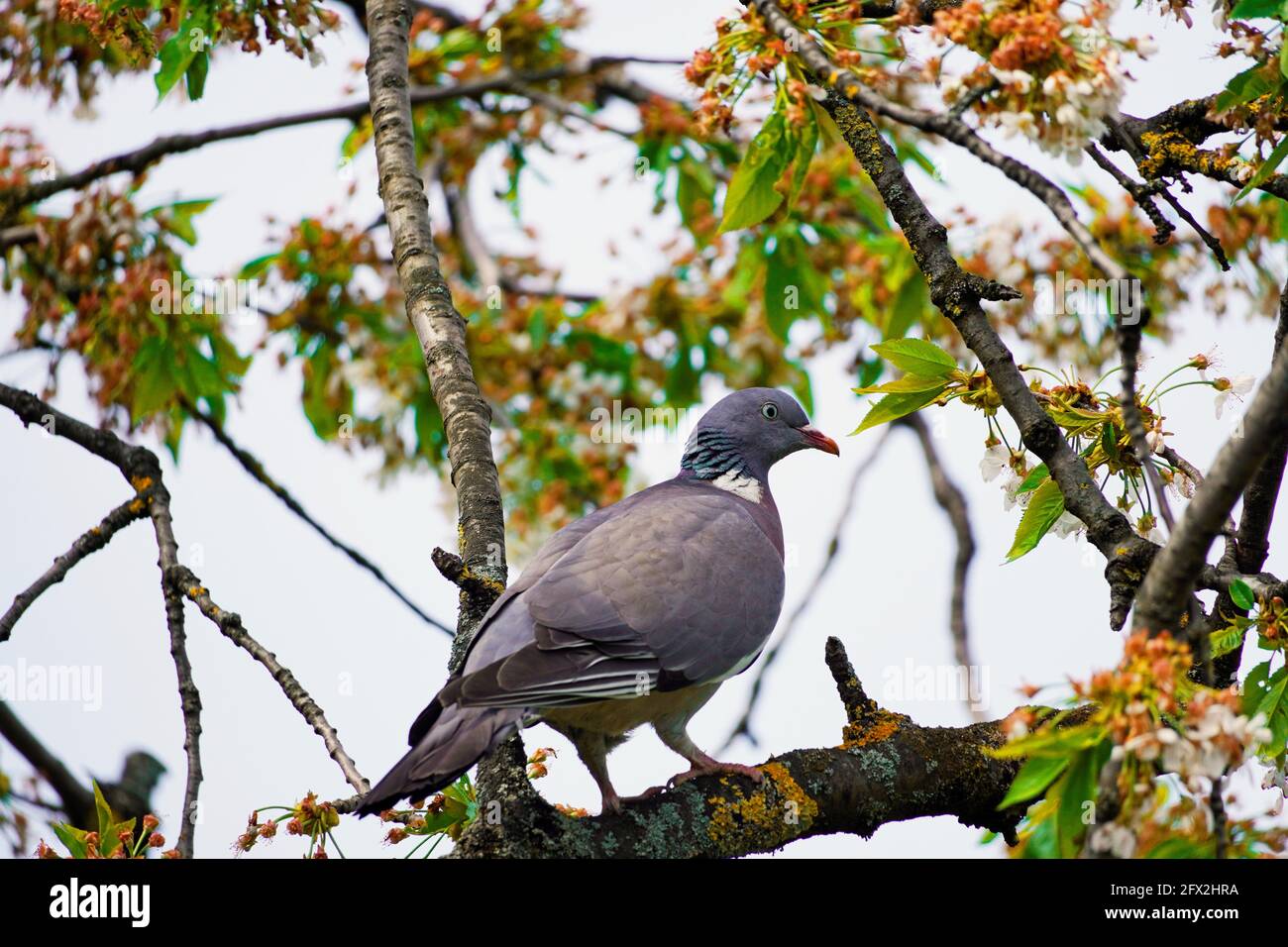 Il piccione di legno siede su un ramo nel ciliegio. Columba Palumbus. Uccello con piumaggio grigio. Uccello europeo. Foto Stock