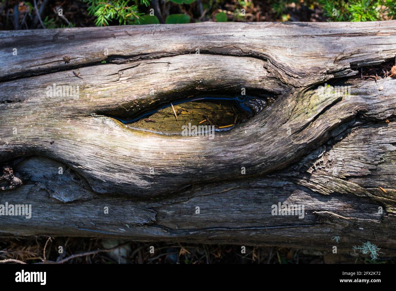 Un tronco di albero caduto con una cavità a forma di occhio, riempito di acqua limpida Foto Stock