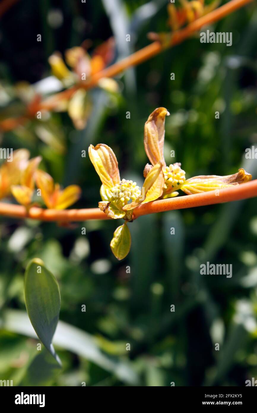 CORNUS SANGUINEA. DOGWOOD. FUOCO DI METÀ INVERNO. Foto Stock