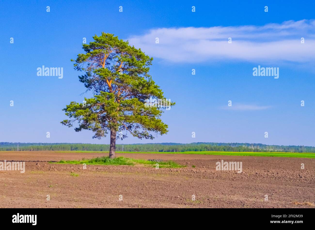 Albero solitario nel campo vuoto con spazio di copia Foto Stock