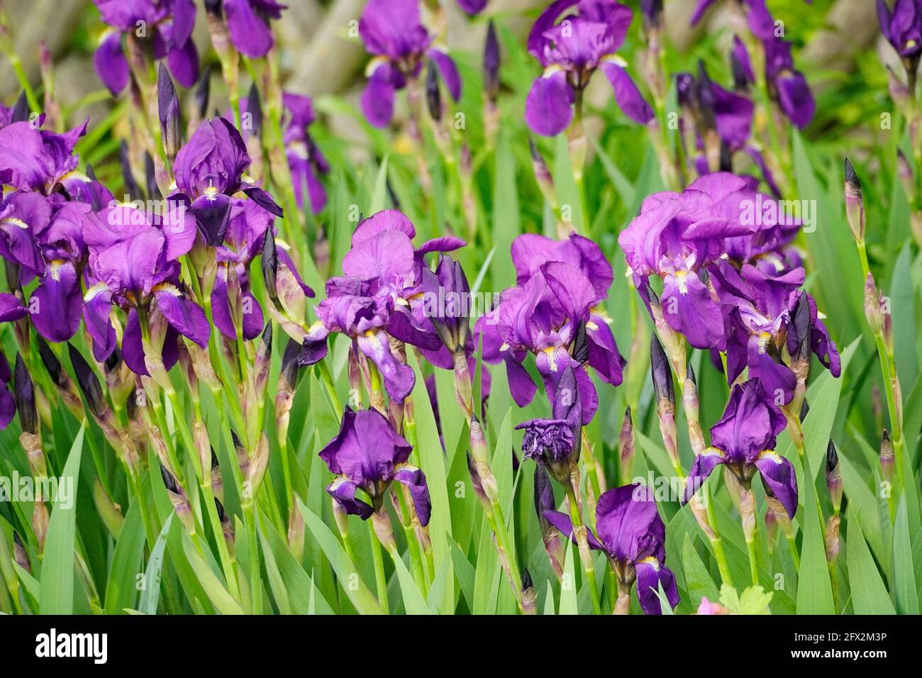 Primo piano dell'iride siberiana con grandi fiori viola. Arbusti perenni duri per il giardino. Letto da giardino in primavera. Foto Stock