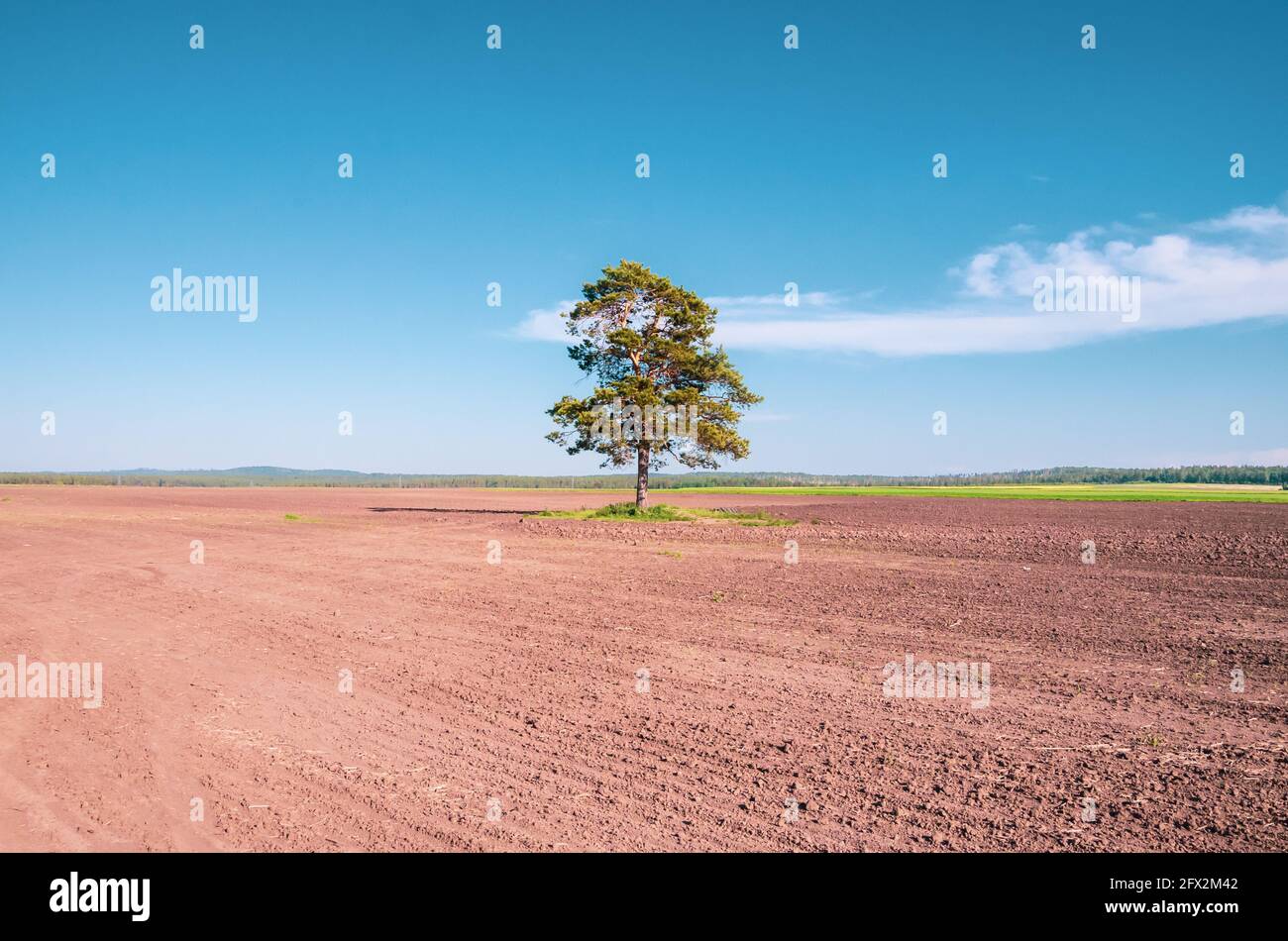 Albero solitario nel campo vuoto con spazio di copia Foto Stock